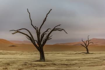 A single dead tree in the Deadvlei area in sossusvlei, Namibia