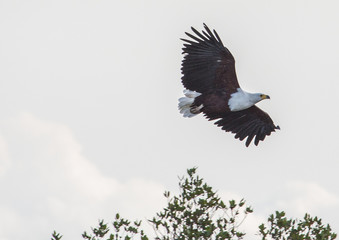 African fish eagle in the air  at the  ISimangaliso Wetland Park, South Africa