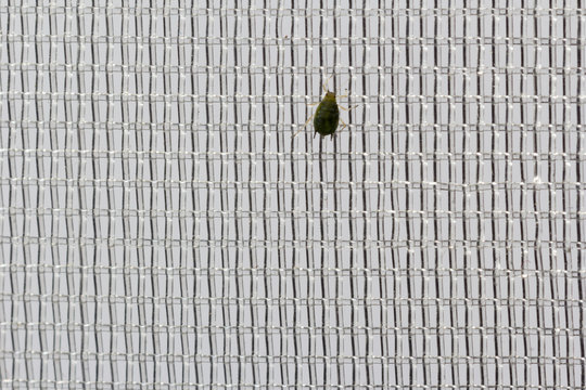 malla anti insectos