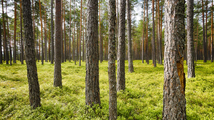 Kiefernwald (Pinus sylvestris) in Südnorwegen westlich von Vikersund in der Gemeinde Modum. Der Boden ist von Heidelbeeren bedeckt.