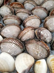 Fresh scallop shell on ice in seafood market, close up image
