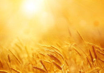 Close up of ripe wheat ears. Beautiful backdrop of ripening ears of golden field. Nature background and  blurred bokeh. Agriculture scene of sun setting over the yellow meadow © Lilya