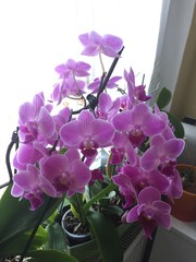 blume orchidee pink natur schönheit pflanze blühen flora lila aufblühen tropisch