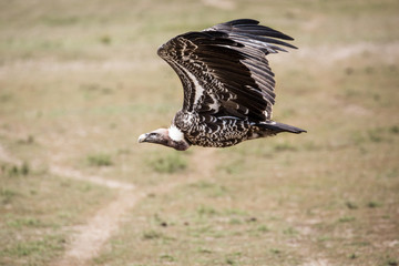 Vulture flying with spread wings