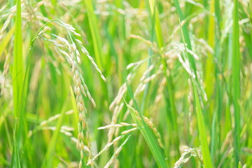 close up of yellow and green rice field, rice seed before harvest. nature background