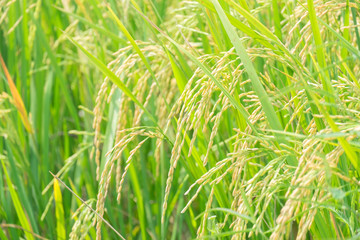 close up of yellow and green rice field, rice seed before harvest. nature background