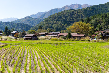 Fototapeta na wymiar Shirakawago and rice field
