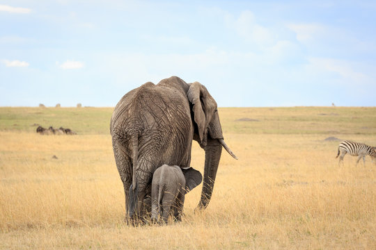 An elephant mom with her cub walking in the African savannah towards the horizon