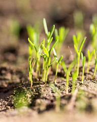 Small plants on the ground in spring