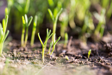 Small plants on the ground in spring