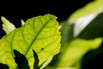 abstract leaf selective focus