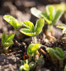 Strawberry leaves on the ground in the spring