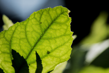 abstract leaf selective focus