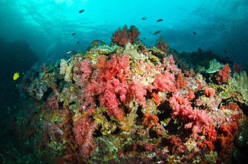 Plakat Undersea, Underwater life, fish, shoal, coral