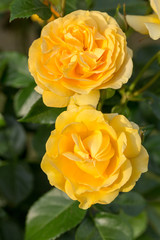 Yellow Rose on the Branch in the Garden