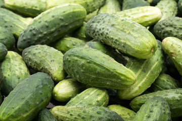 a lot of young cucumbers as background