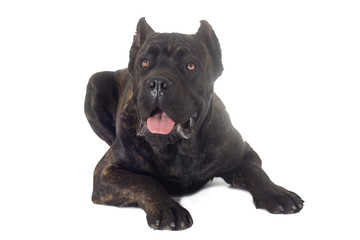 Obraz premium cane corso dog on a white background