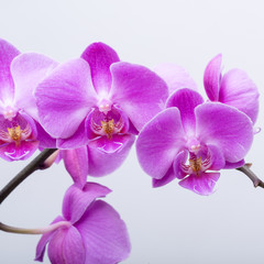 Naklejka na ściany i meble Pink streaked orchid flower, isolated on white background
