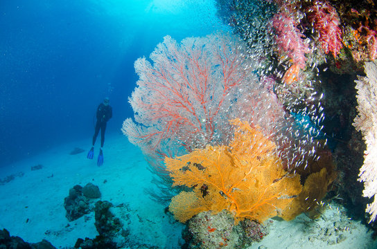 Fototapeta Scuba diving, fish and coral reef underwater