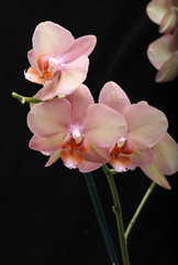 Pastel orchid flower isolated on black background