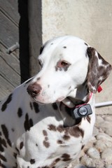 dalmatien