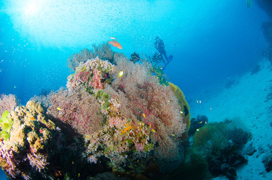 Underwater scene. Coral reef, colorful fish groups and sunny sky shining through clean ocean water.