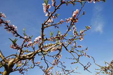 Beautiful peach blossom