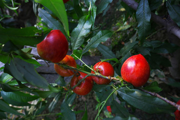 Organic peaches on tree branch