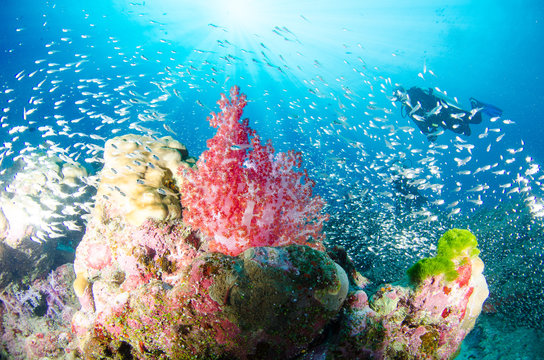 Undersea, Underwater life, fish, shoal, coral
