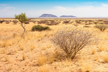 Savanne westlich der Spitzkoppe, Erongo, Namibia