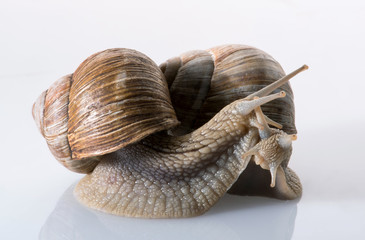 zwei Weinbergschnecken eng beisammen auf hellem Untergrund