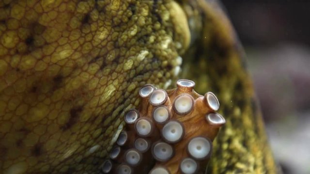 Close-up of an octopus in a fish tank, sticking his suction cups on the glass