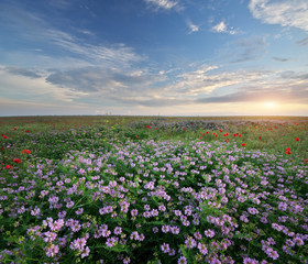 Fototapeta na wymiar Spring flowers in meadow.