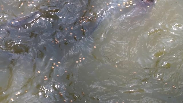 Tilapia Fish Eat Fish Food