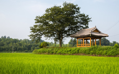 여름날의 농촌 풍경