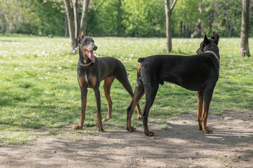 Brown Doberman Pinscher playing  in the park