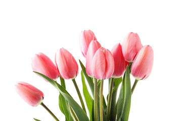 Pink tulips isolated on a white background