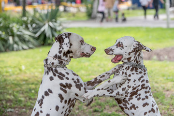 Two young beautiful Dalmatian dogs