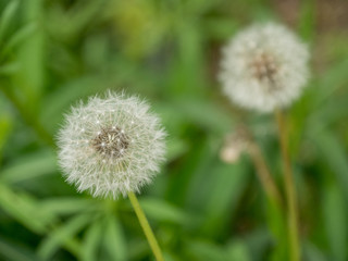 Close-up of Dandelions on a green Meadow. Dandelions on a Field.