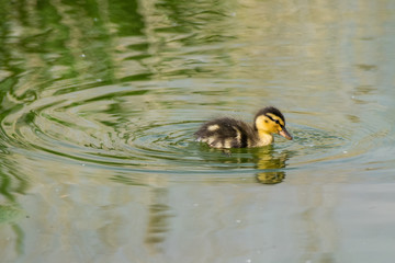 Single young mallard duckling swimming on a lake