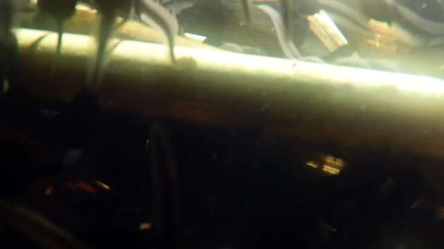 Kaulquappen in einem Teich, Unterwasseraufnahme