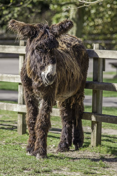 Hairy Ass. Poitou long haired donkey.
