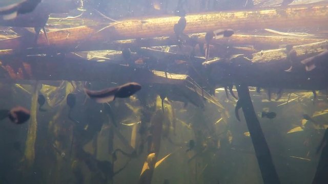 Kaulquappen in einem Teich, Unterwasseraufnahme