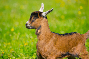 Junge Ziegen beim ersten Ausflug aus dem Stall
