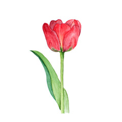 Botanical watercolor illustration sketch of red tulip flower on white background