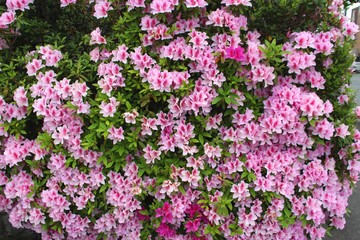 ピンク色のツツジ