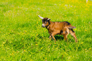 Junge Ziegen beim ersten Ausflug aus dem Stall