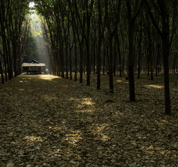 Hut in rubber plantation used for early morning latex sap collection.