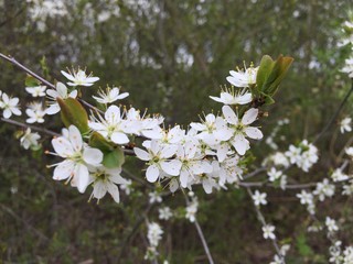 blume weiss green grün frühling aufblühen blühen neu natur schönheit pflanze cherry wild flora nah 