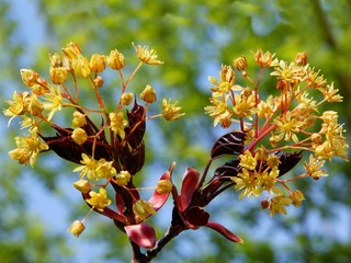 maple tree with yellow flowers at spring